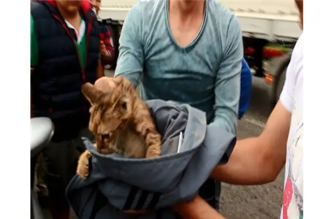 MOTORA SIKIŞAN KEDİ KURTARILDI