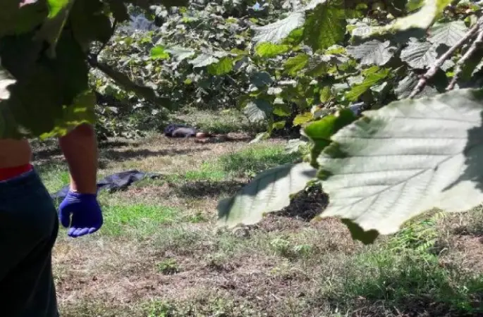 10 Gündür Aranan Kişinin Fındık Bahçesinde Cesedi Bulundu