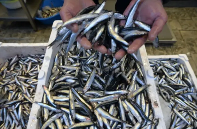 Olumsuz Hava Koşulları Hamsinin Fiyatını Yükseltti