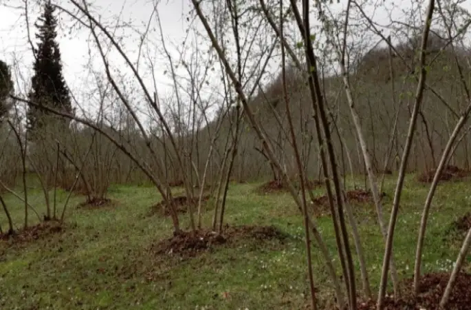 Fındık Timleri Bahçede