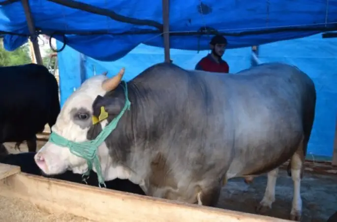 2 Ton Fındığa Kurbanlık Boğa