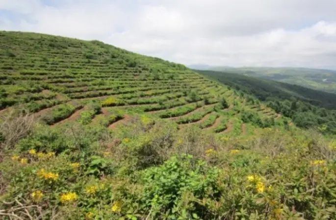 2016 Yılında Giresun ve Ordu'da 1,5 Milyon Fidan Dikildi