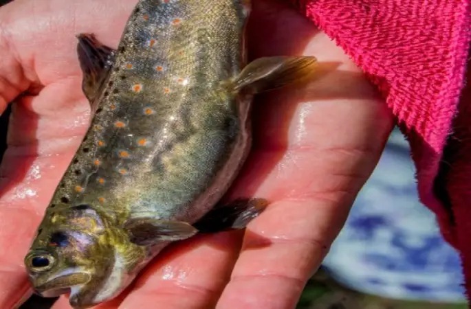 Ordu'da Binlerce Balık Derelere Bırakıldı