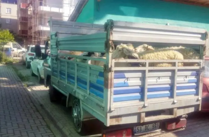 25 Adet Koyuna 3 Bin 500 Lira Ceza