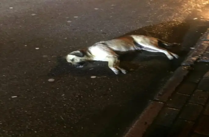 Ordu'da Köpekler Zehirlendi