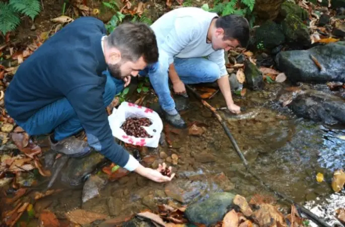 Kestaneler Ağaçtan Değil Sudan Toplanıyor