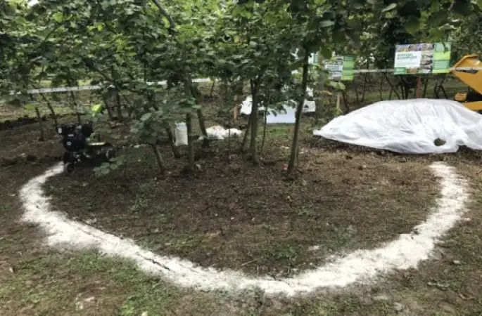 Fındıkta Çinko Eksikliği Araştırılıyor