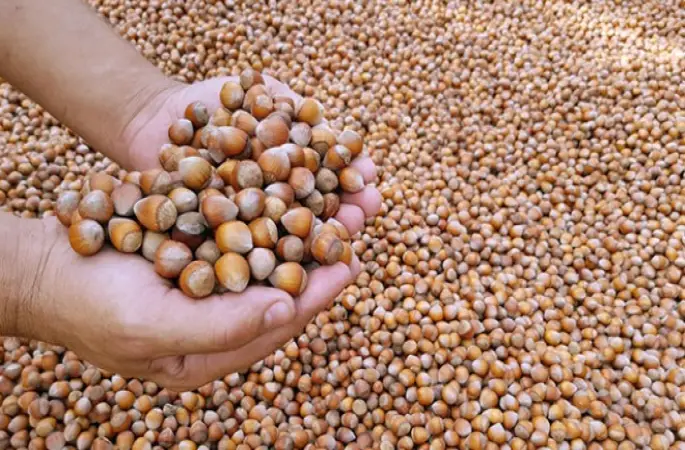 Fındık fiyatları ne kadar? 21 Temmuz Salı serbest piyasa fındık fiyatları - Fındık Fiyatları haber