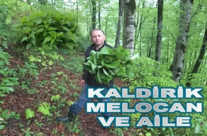 GÖLKÖYLÜLERİN UZUN YAŞAM SIRRI ÇÖZÜLÜYOR