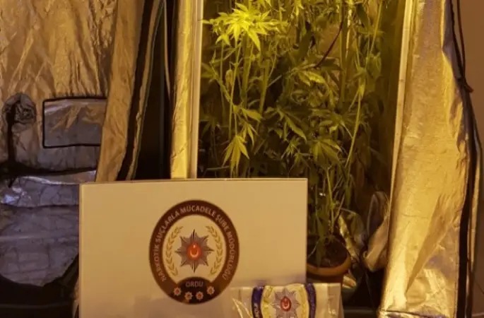 Evinin Balkonunda Kenevir Yetiştiren Şahıs Tutuklandı