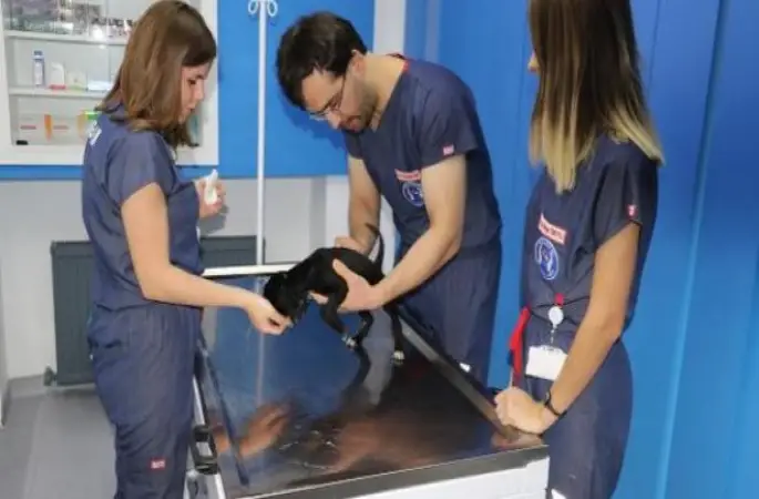 Fatsa'da yavru köpek kaynar su ile yakıldı