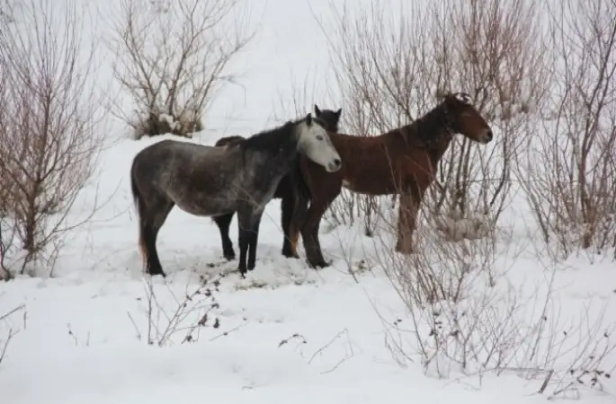 Başıboş hayvanları donmaktan kurtarıyor