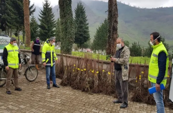 Kestane Üretimi Çalışmaları Başladı