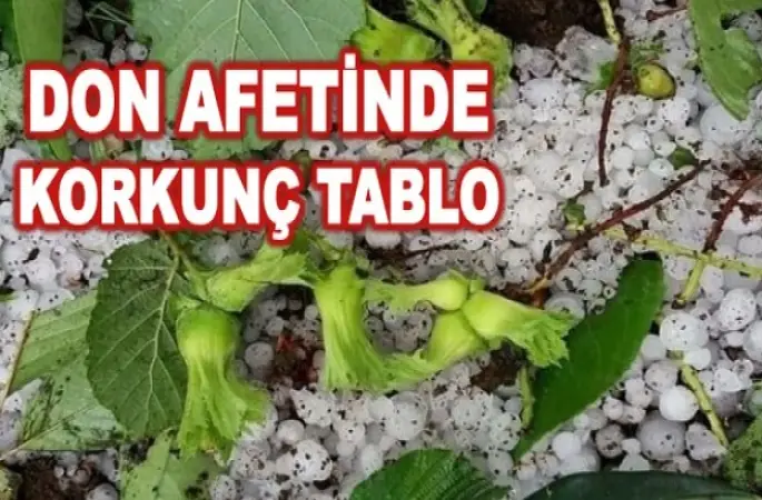 FINDIKTAKİ KAYIP YÜZDE 70'LERDE