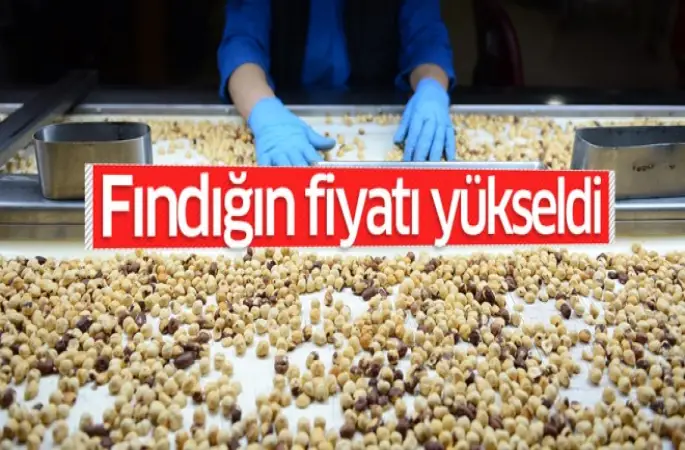 Ordu'da Fındığın Kilogram Fiyatı 14,75 Liraya Yükseldi