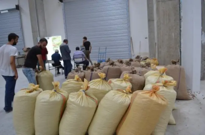 Tmo, Fındıkta 1 Milyar 400 Bin TL Ödedi