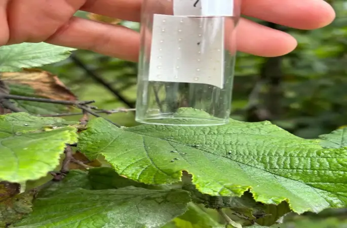 7.000 Samuray Arısı Doğaya Salındı