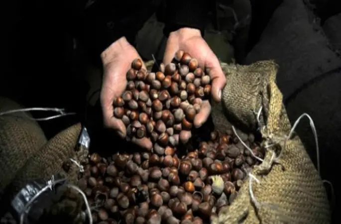 72 Bin Fındık Üreticisi Ürününü Sigortaladı"