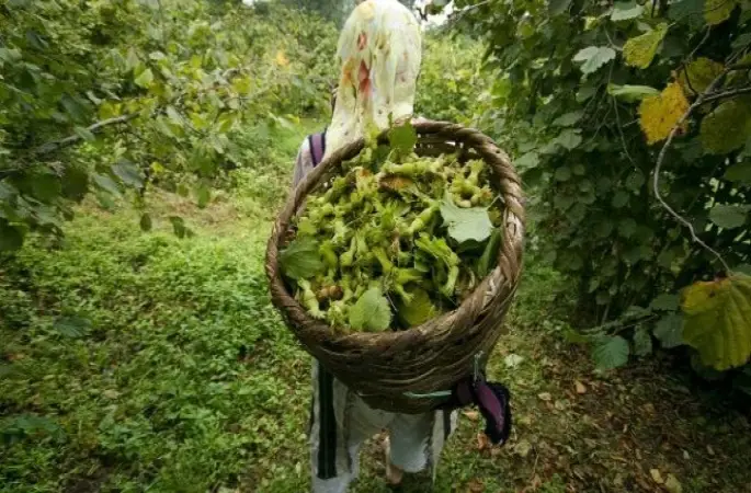 Fındık Bahçeleri Yenileniyor