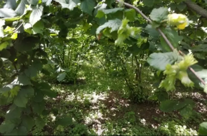 2 Kilo Veren Işkın İlgi Odağı Oldu