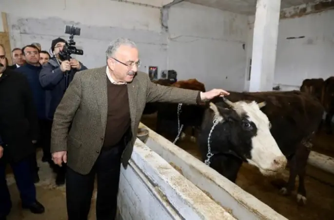 Mesudiye'de Hayvan Bakım ve Kiralama Oteline Büyük İlgi