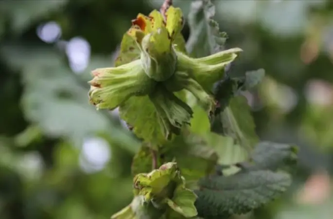 Fındıkta Son Dakika !