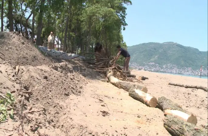 Orduda ağaç katliamı