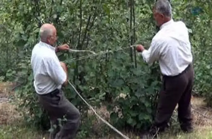 Fındıkları yaban domuzundan korumak için ilginç bir yöntem