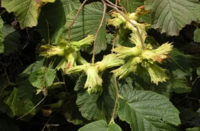 Üreticiler fındığa erken başlamasın