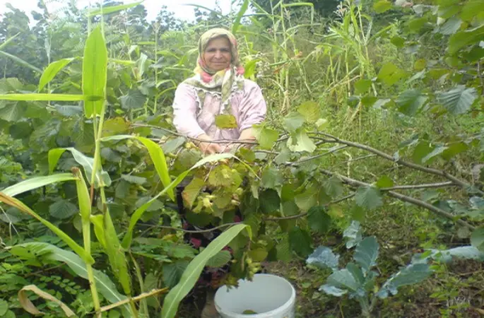 Fındık toplanmaya başlandı