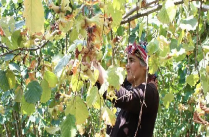Çiftçilere tarım danışmanı