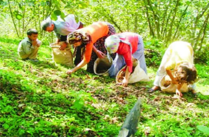 2013 Fındık fiyatları ne olacak
