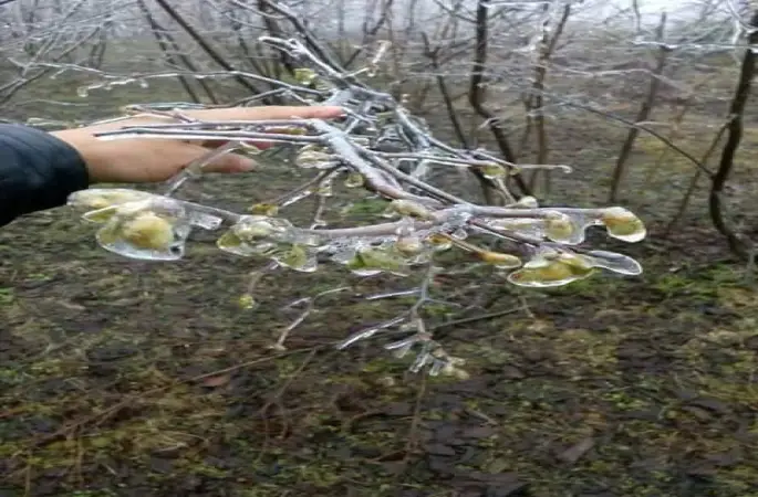 Fındık üreticilerine don uyarısı