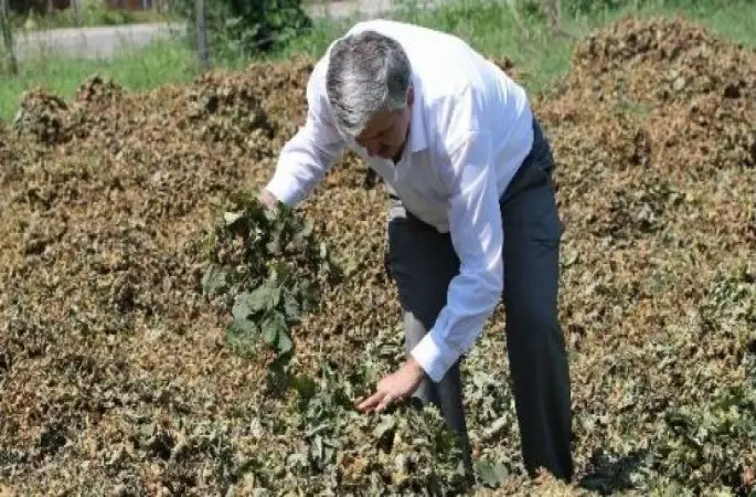 fındık Toprakta Değil, Betonda Kutulmalı