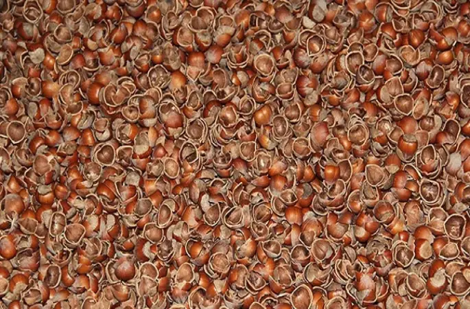 Fındık kabuğundan kanser ilacı üretilecek