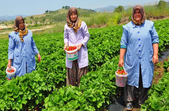 Çilek ,Çiftçinin Yeni Gözdesi