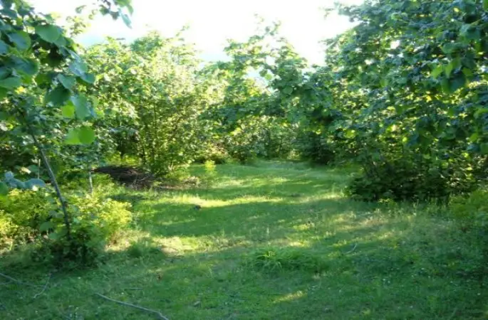 Fındıkta sulama önemli