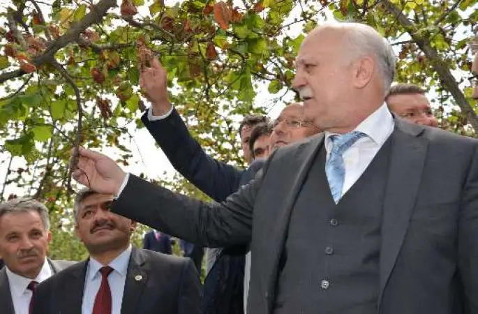 Tzob Başkanı Bayraktar  Fındık Bahçesinde İinceleme Yaptı