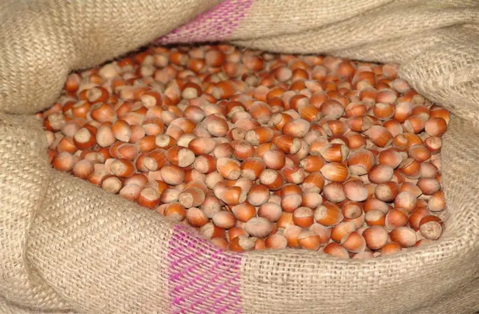 Fındık Üreticisine Aflatoksin Uyarısı