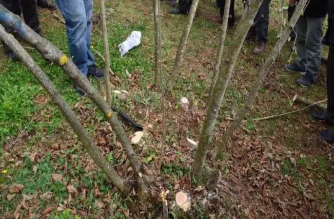 Fındık Ağır Hasta