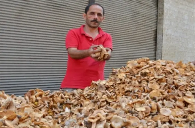 Tirmit Fındığı geride bıraktı