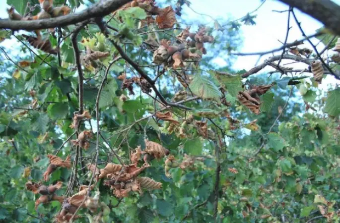Orduda Yağmur Duası