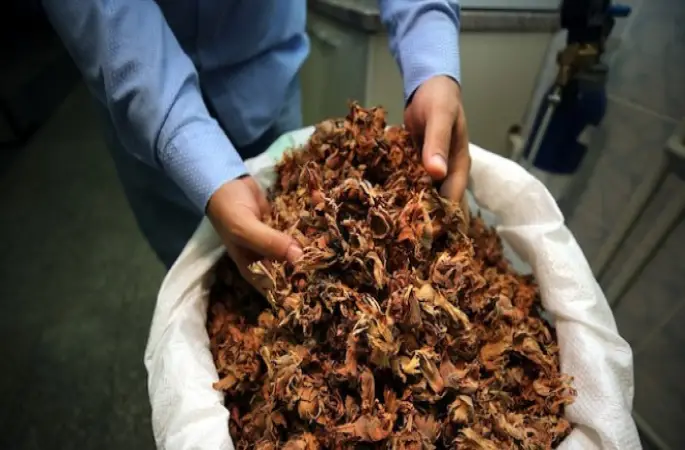 FINDIK KABUĞUNDAN KÖMÜR YAPACAK