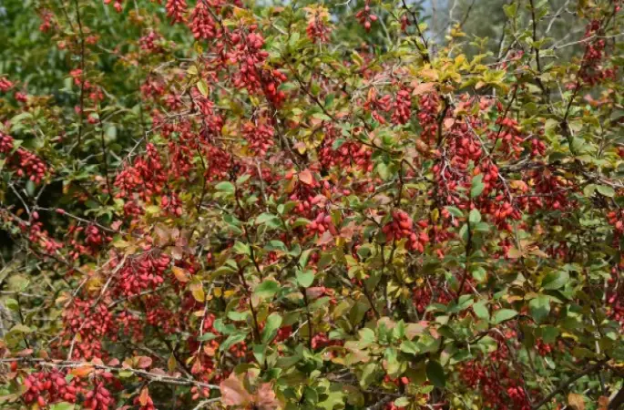 Kuşburnu Geçim Kaynağı Oluyor