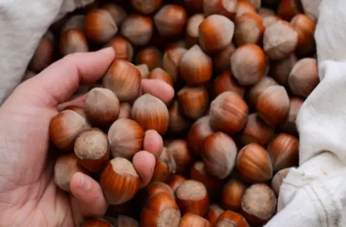 Fındık Üreticilerine Çks Uyarısı Yapıldı