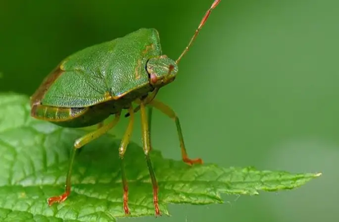 Altınordu Ziraat Odası’ndan Yeşil Kokarca Uyarısı