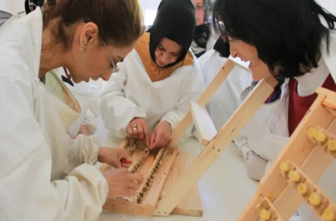 Arı Sütü Hasadını Ev Hanımları Yapıyor - Ordu