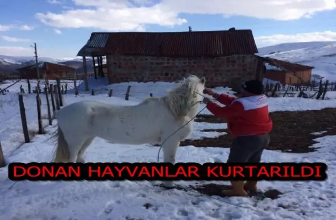 Aybastı belediyesi donmakta olan hayvanları kurtardı