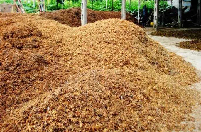 Aflatoksinsiz Fındık İçin Ne yapmalı ?