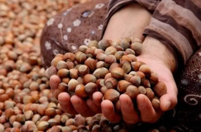 Tmo Randevu Vermeye Başlıyor !